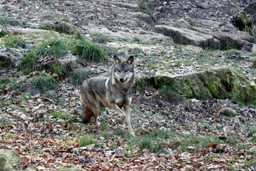 loup