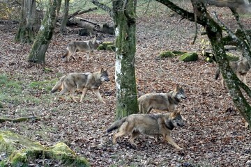 loup