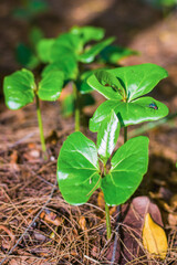 light green tropical plant