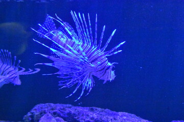 Lionfish are venomous marine fish identified by their striking red or white stripes and fan like fins. Though beautiful, they are invasive in the Atlantic and Pacific, 