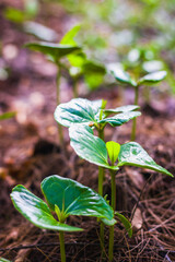 light green tropical plant