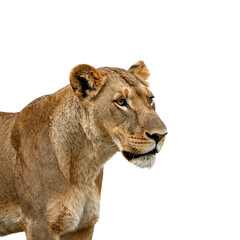 Obraz premium Profile View of a Majestic Lioness in Golden Brown Tones