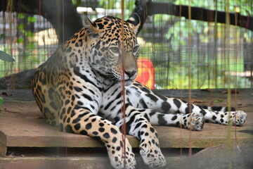 The Sumatran Tiger is the smallest tiger subspecies, critically endangered and endemic to Sumatra, Indonesia. They have close-set stripes and thrive in dense forest ecosystems. A key predator.