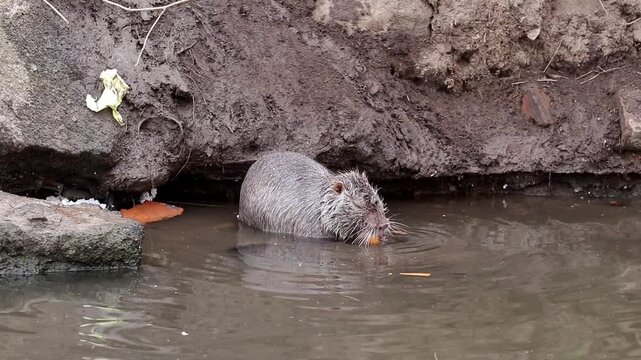 Nutria in the polluted water of the city river.How human activities affect wildlife.