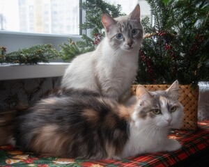 Christmas still life with  decorations and funny cats