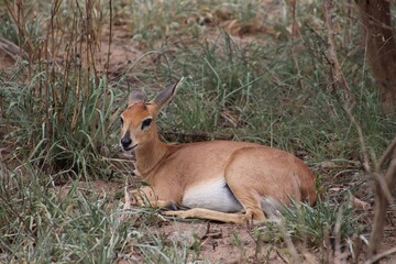 Steenbok resting in natural bushveld vegetation in South Africa