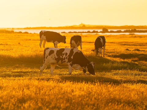 Cows grazing in meadow at sunset