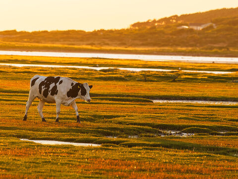 View of cow walking on grass in meadow at sunset