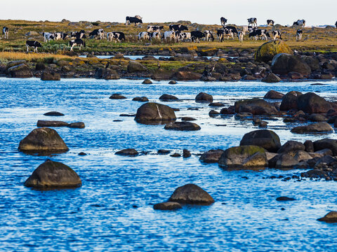 View of cattle grazing near sea
