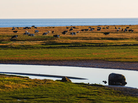 View of herd of cattle grazing on pasture