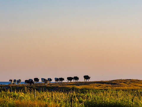 View of cattle grazing on pasture against sky at sunset
