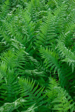 High angle view of lush bushes in forest