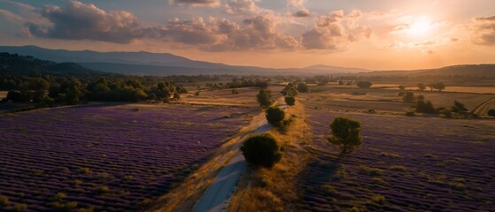 Conceptual aerial view of a vibrant lavender field at golden hour, featuring a winding dirt road and distant mountains under a dramatic sky, captured with cinematic lighting.