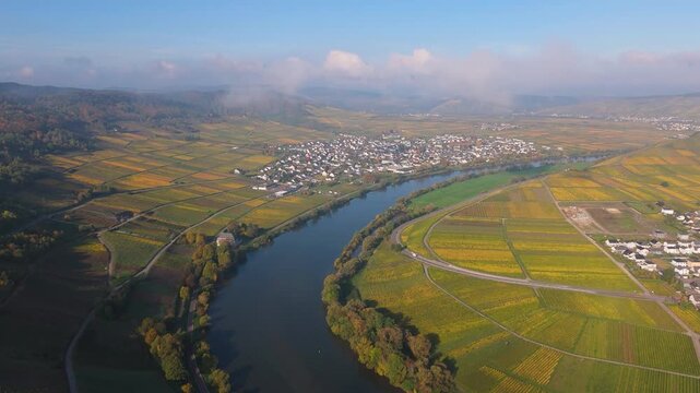 Moselle Valley with loop of Mosel river, aerial view, riesling wine growing on vine, vineyard landscape in autumn, agriculture in Leiwen Trittenheim, Germany