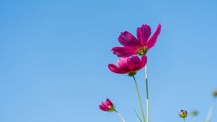 Pink cosmos flower blooming under a clear blue sky with natural light.