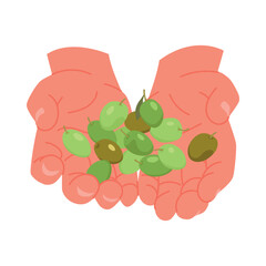 Two hands gently holding a handful of green and brown olives, symbolizing olive oil production and harvest, isolated on white background vector illustration