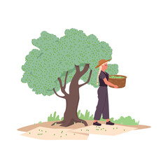 Female farmer picking olives from a tree, holding a basket full of fresh olives, representing traditional olive oil production process, isolated on white background vector illustration