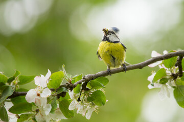 Eurasian blue tit © Sten Siniallik
