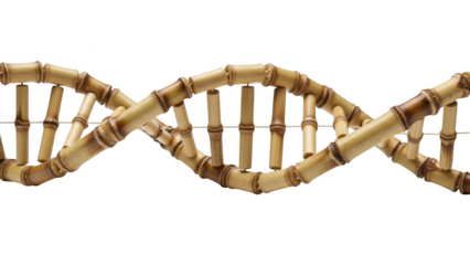 Bamboo D N A helix structure on black background science