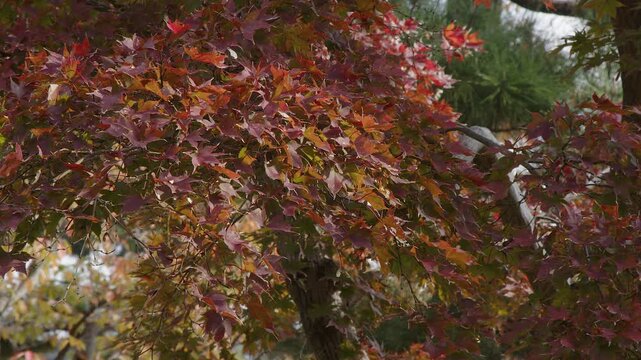 Red autumn maple leaves brighten as sun emerges from behind clouds
