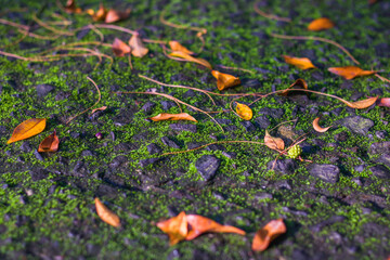 autumn leaf mossy concrete