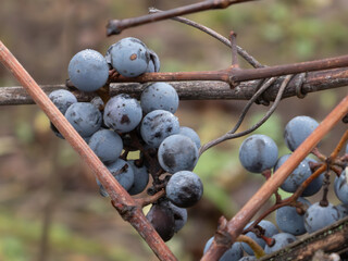 Wild Blue Grapes Hanging on Autumn Vines