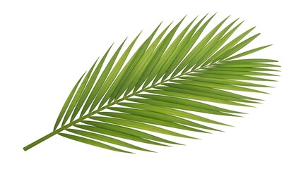 Isolated green palm leaf with detailed fronds on a white background