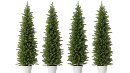 Four tall artificial cypress trees in white planters on black background