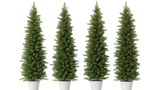 Four tall artificial cypress trees in white planters on black background