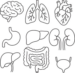  illustration of  different  organs of body in simple Linear style separately . Doodle outline vector illustration .