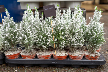 Chamaecyparis lawsoniana Ellwoodii cypress trees in small pots decorated with artificial snow on christmas bazaar in December. High quality photo