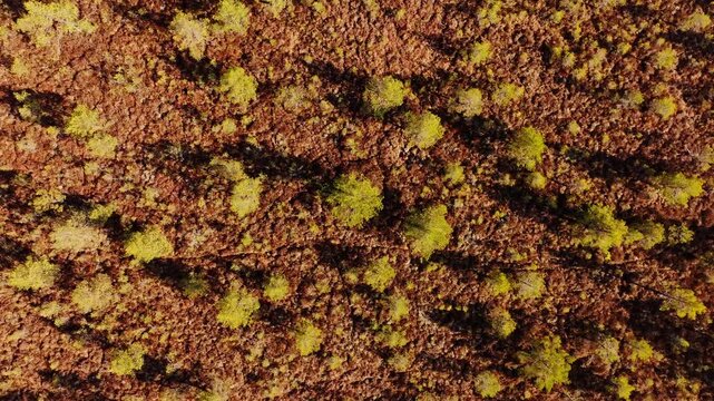 Swirling drone shot reveals scattered bog trees with shadows in early sunlight