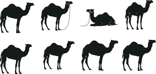 Set of eight black silhouette icons of camels in different poses, including standing and lying down