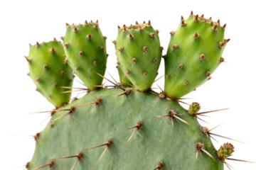 Close-up of green cactus pads with sharp thorns in natural setting