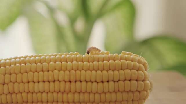 Corn earworm caterpillar pest walking on corn cob