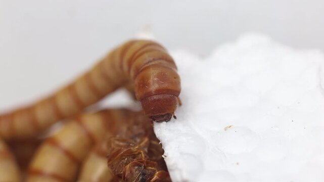 A Giant Mealworm feeding on polystyrene
