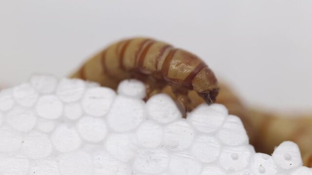 Zophobas morio, or Giant Mealworm, feeding on polystyrene