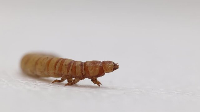 Closeup, side view, of a Zophobas morio or Giant Mealworm standing on a piece of polystyrene