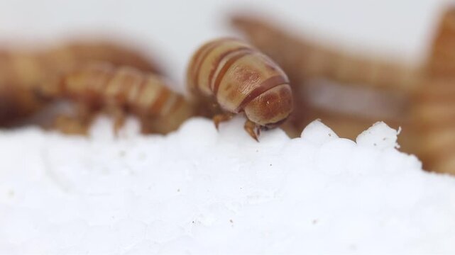A Morio or Giant Mealworm, feeding on polystyrene