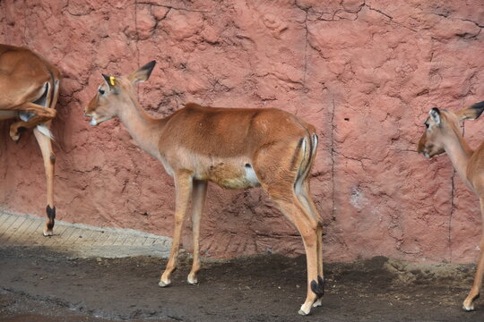 The mouse-deer (kancil) is a tiny, shy ungulate native to Southeast Asia. They are known for their small size and famous trickster role in Indonesian folklore. They inhabit dense forests.