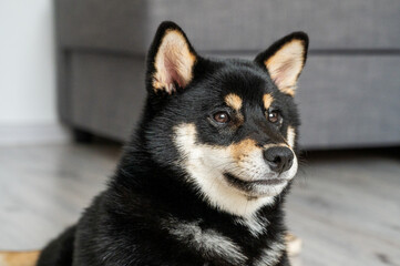 A black and tan Shiba Inu sits in a cozy room with a sofa in the background.