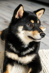 A black and tan Shiba Inu dog lies calmly on a woven rug in a naturally lit room close up