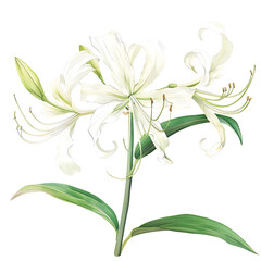Obraz premium White spider lily floral on transparent background