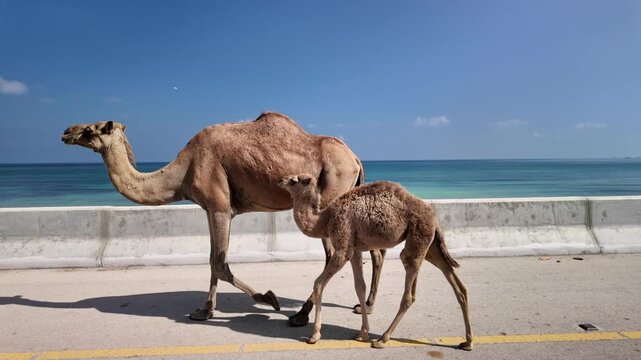 Camels, a mother with her young calf, are walking along a coastal road in Dhofar, Oman, showcasing life in the Arabian Peninsula adjacent to the blue waters of the Arabian Sea