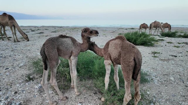 Two baby dromedary camels interacting closely while other adult camels graze the sparse vegetation on the arid beach along the Arabian Sea coast in Oman, Dhofar