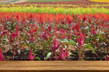 flowers in the garden and table