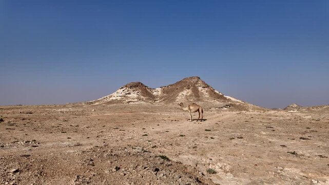Arabian camel standing on dry, rocky desert terrain with distant hills under a clear blue sky, illustrating solitude, adaptability, and the arid landscape of Oman, Dhofar