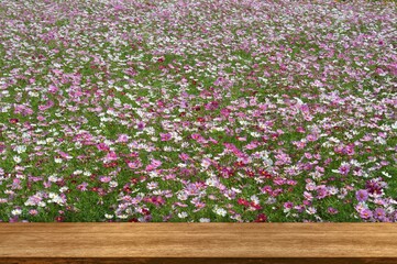 pink flowers in a garden and table