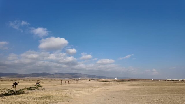 Camels walking through the arid desert landscape of Dhofar, Oman, under a wide blue sky with clouds, highlighting the harsh beauty and wildlife of the Arabian Peninsula
