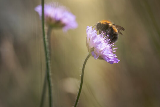 Close-up shot of bumblebee pollinating on Scabious flower